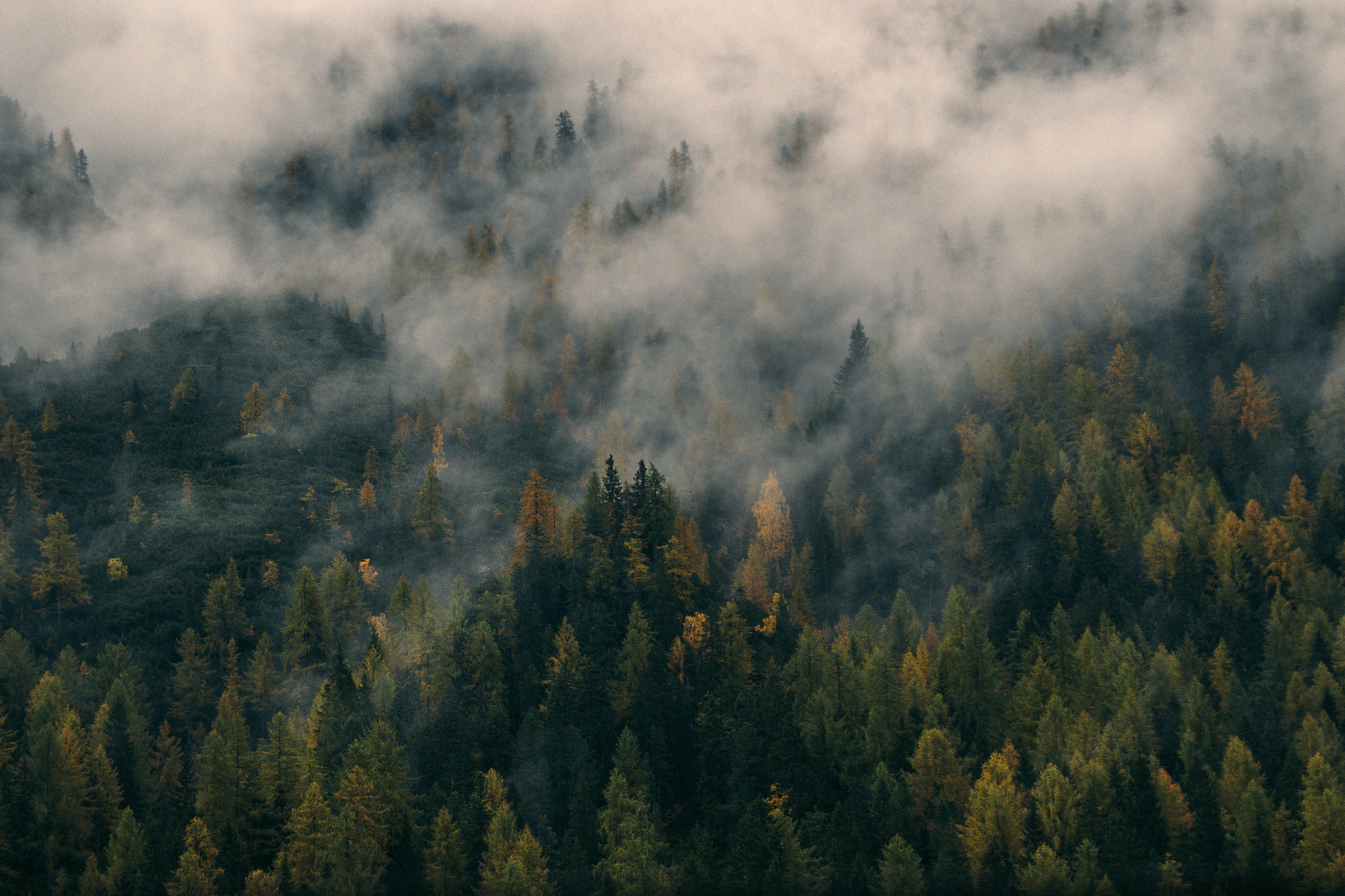 Foggy forest overlook — surveying the terrain